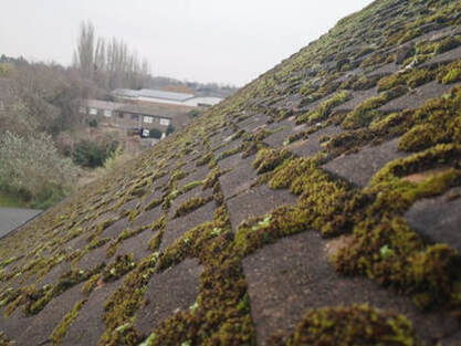 Very mossy roof needs cleaning